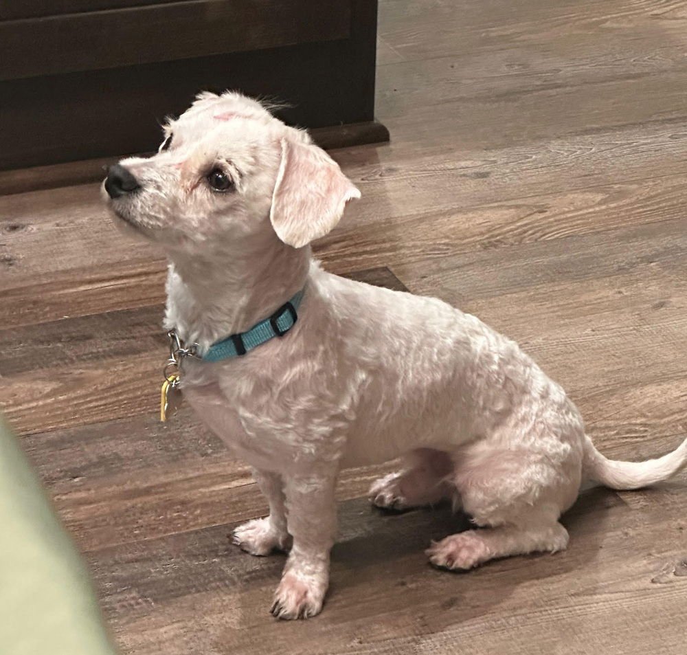 GLITTERATI - Maltese available for adoption