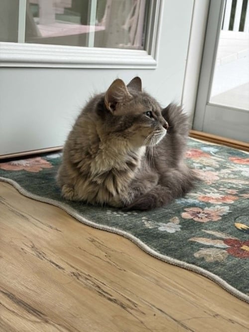 ELOISE - Domestic Medium Hair available for adoption