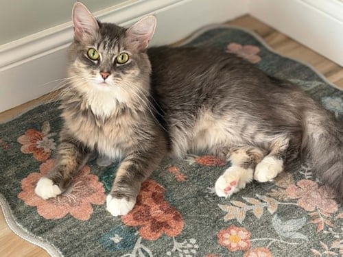 ELOISE - Domestic Medium Hair available for adoption