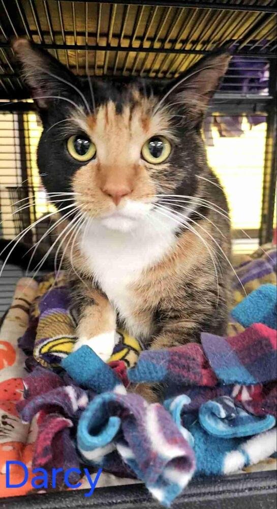 DARCY - Domestic Short Hair / Calico available for adoption