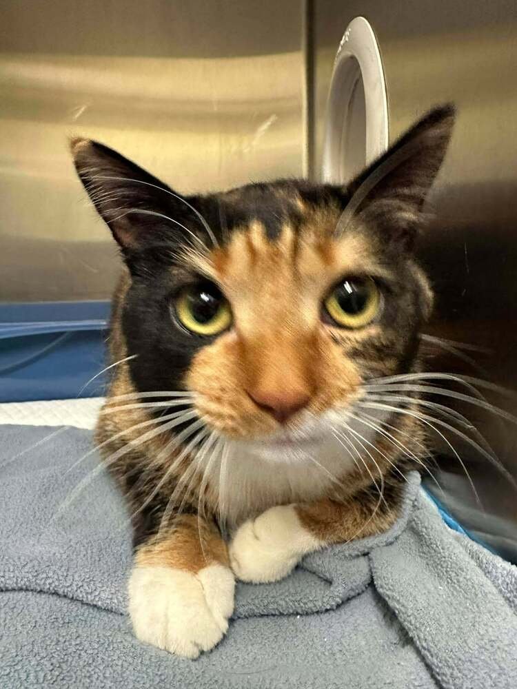 DARCY - Domestic Short Hair / Calico available for adoption
