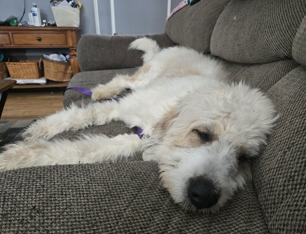 TESS - Great Pyrenees / Poodle (Standard) available for adoption