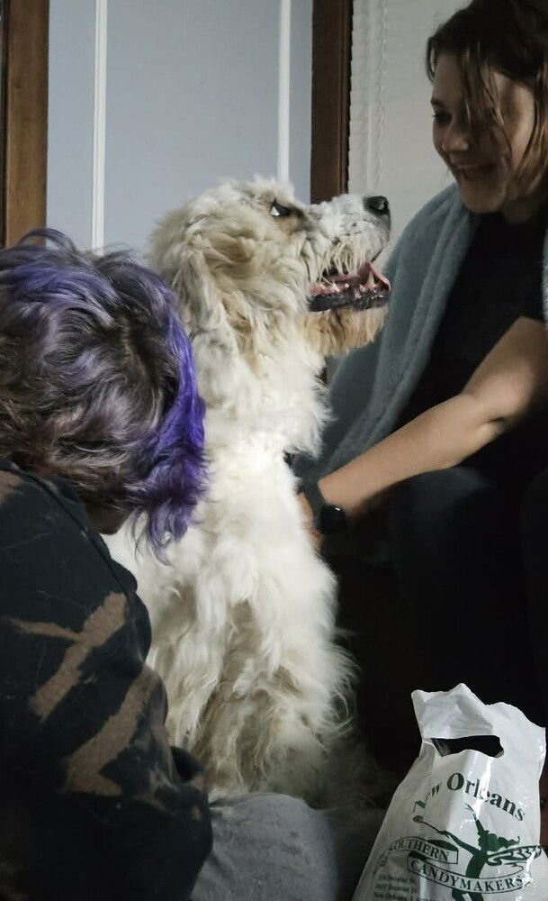 TESS - Great Pyrenees / Poodle (Standard) available for adoption