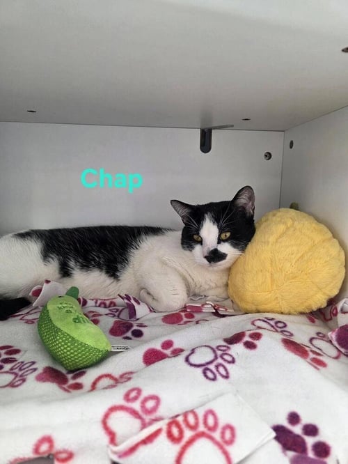 CHAP - Domestic Short Hair available for adoption
