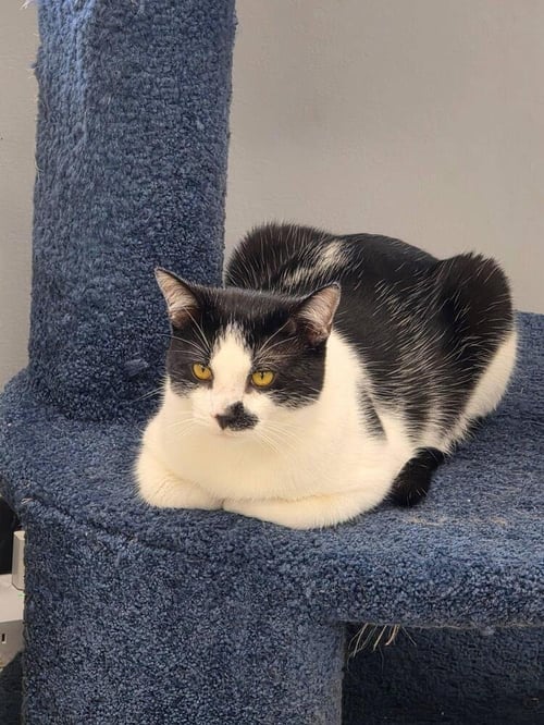 CHAP - Domestic Short Hair available for adoption