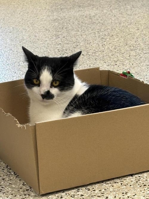CHAP - Domestic Short Hair available for adoption