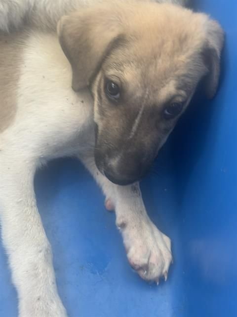 LUCKY~FOSTER OR FOSTER TO ADOPT NEEDED~ - Terrier available for adoption