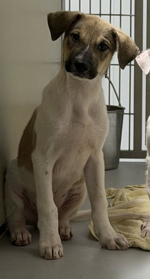 LUCKY ~FOSTER OR FOSTER TO ADOPT NEEDED~ - Terrier available for adoption