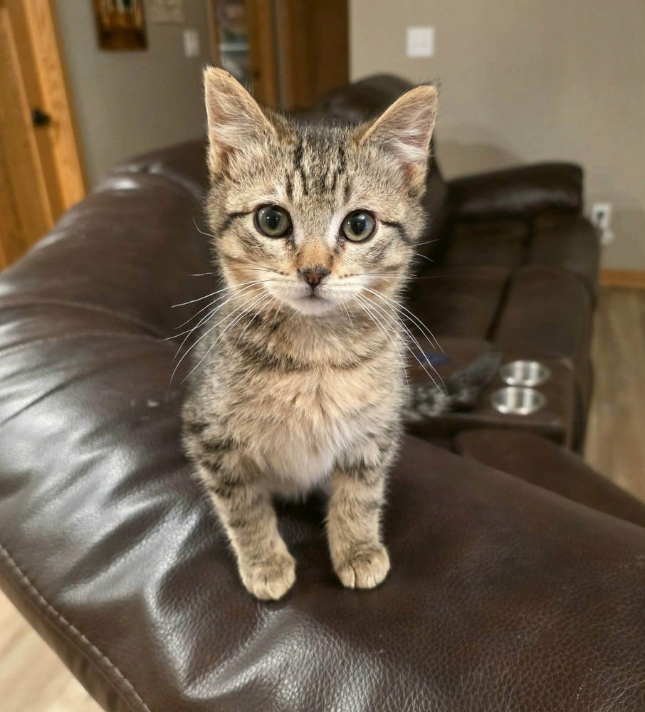 DITMAS - Domestic Short Hair available for adoption