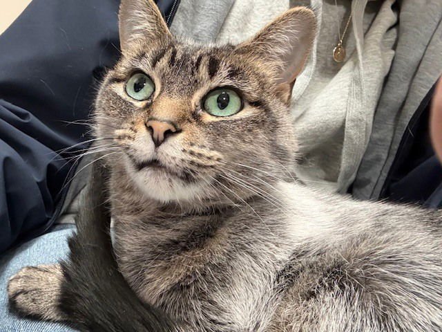 DEANA - Domestic Medium Hair / Domestic Short Hair available for adoption