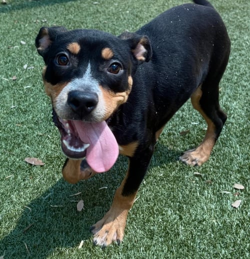 RALPHIE~FOSTER OR FOSTER TO ADOPT NEEDED~