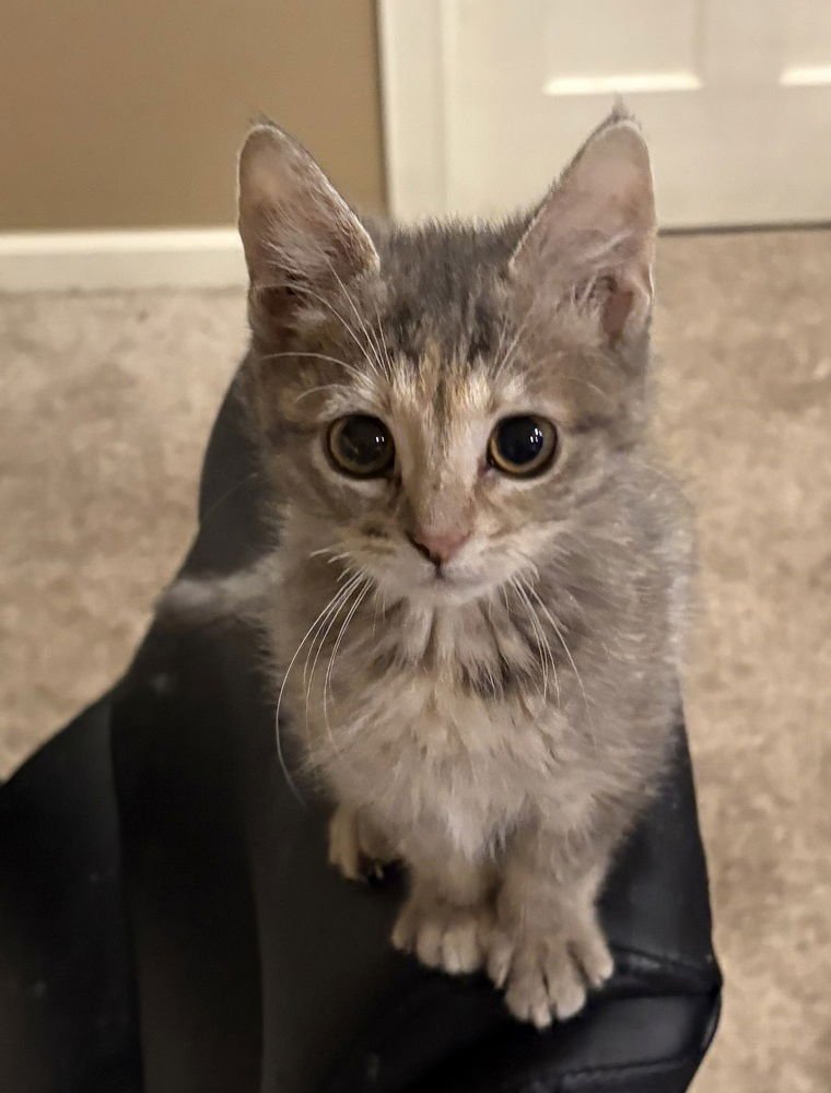 POOF - Domestic Short Hair available for adoption