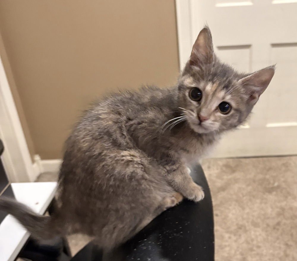 POOF - Domestic Short Hair available for adoption