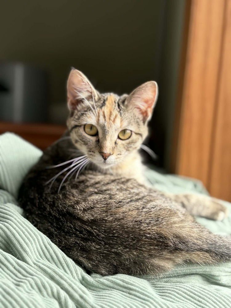 T-SHIRT - Domestic Short Hair available for adoption