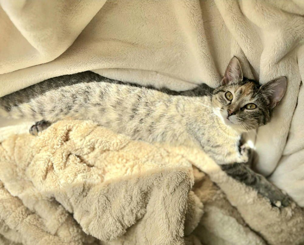 T-SHIRT - Domestic Short Hair available for adoption