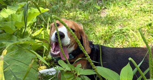 PALMER - Beagle available for adoption