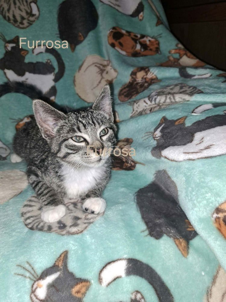 FURIOSA - Domestic Long Hair / Domestic Short Hair available for adoption