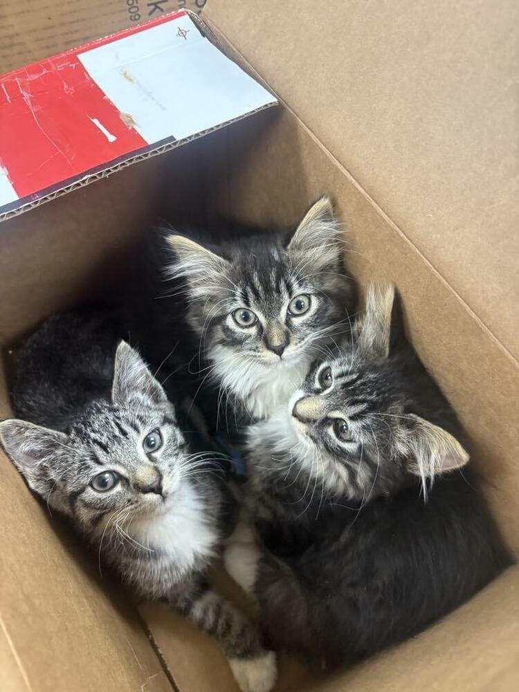 FURIOSA - Domestic Long Hair / Domestic Short Hair available for adoption