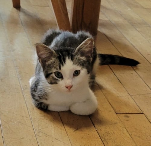 MULLET - Domestic Short Hair available for adoption