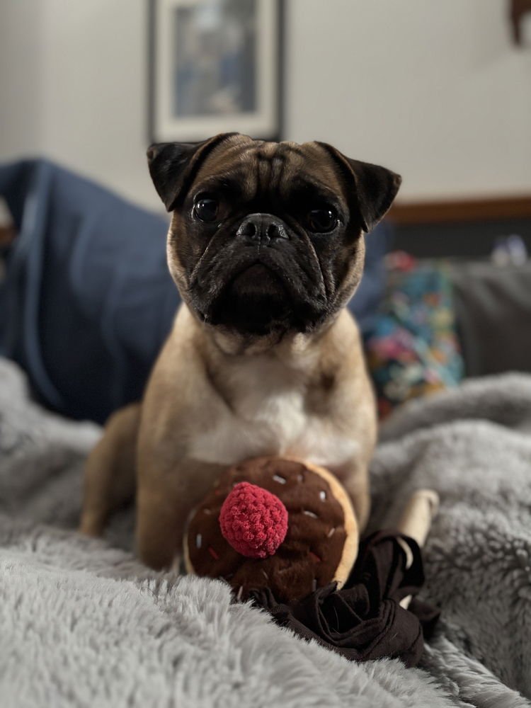 REN - Pug / Boxer available for adoption