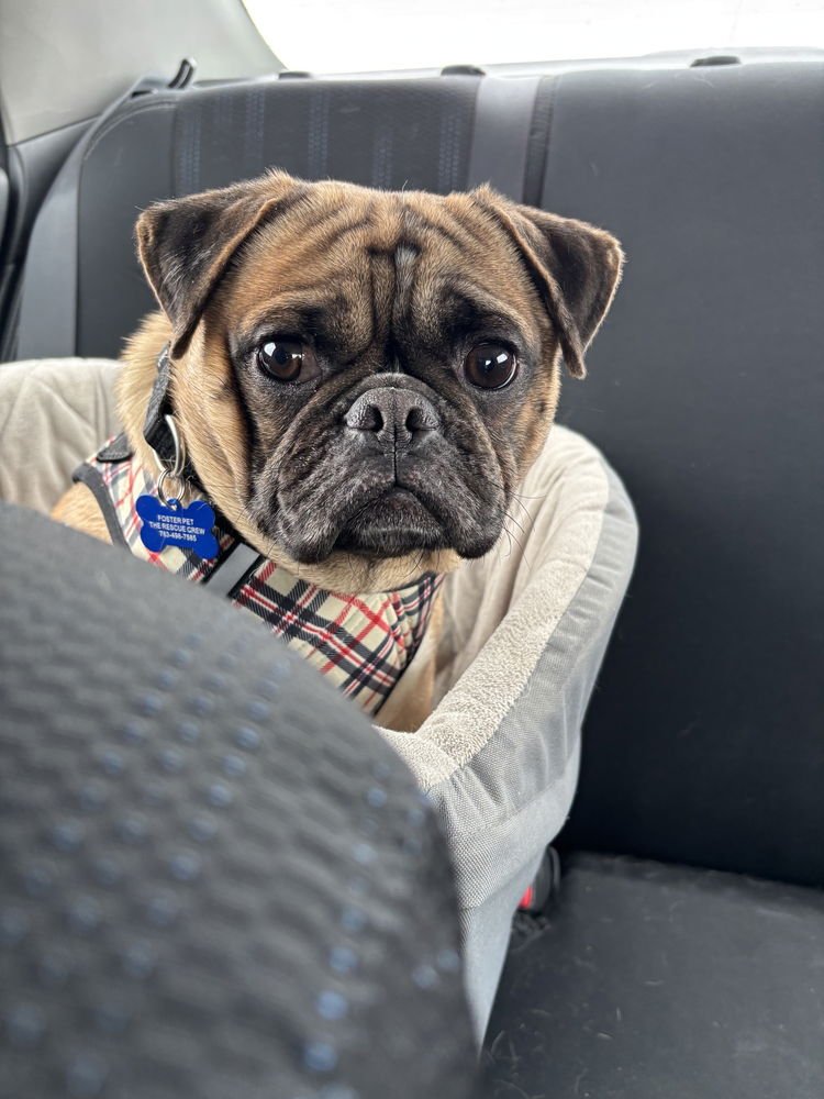 REN - Pug / Boxer available for adoption