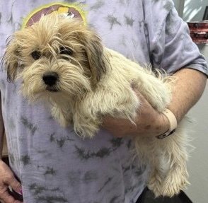 Ryder~FOSTER OR FOSTER TO ADOPT NEEDED~ Image