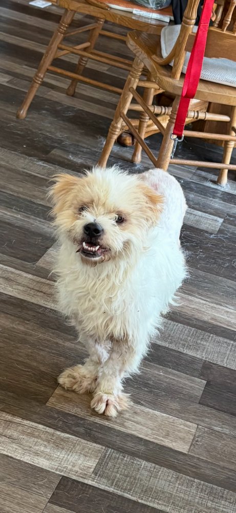 ANGEL - Terrier / Maltese available for adoption