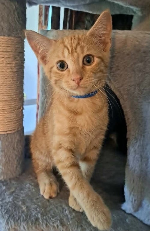 KERMIT - Domestic Medium Hair / Norwegian Forest Cat available for adoption