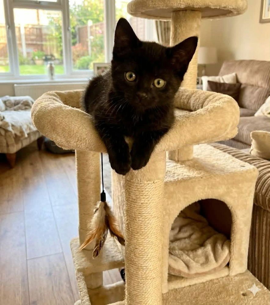 SMUDGE - Domestic Short Hair available for adoption