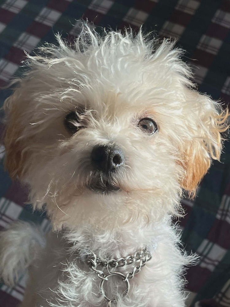 MAYLA - Poodle (Miniature) available for adoption