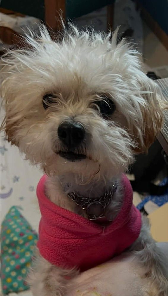 MAYLA - Poodle (Miniature) available for adoption