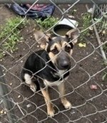 JASMINE~FOSTER OR FOSTER TO ADOPT NEEDED~