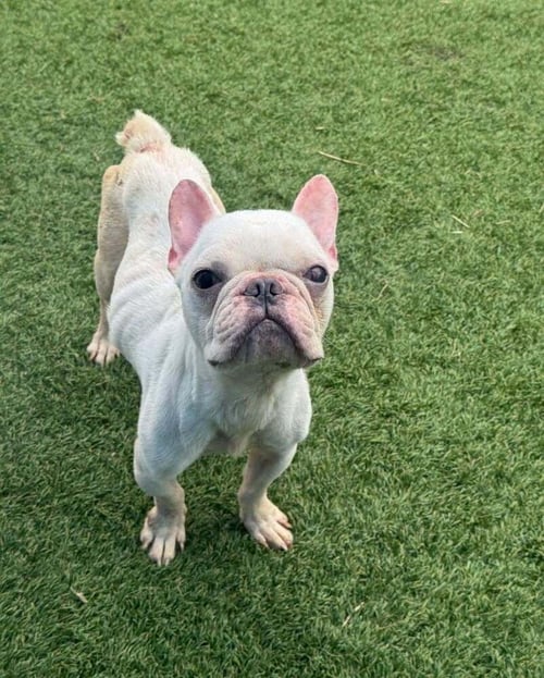 BUNNY - French Bulldog available for adoption