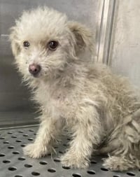 Lil Girl**FOSER OR FOSTER TO ADOPT NEEDED** - Photo 1