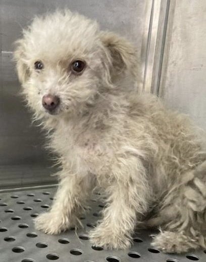 LIL GIRL**FOSER OR FOSTER TO ADOPT NEEDED** - Unknown available for adoption