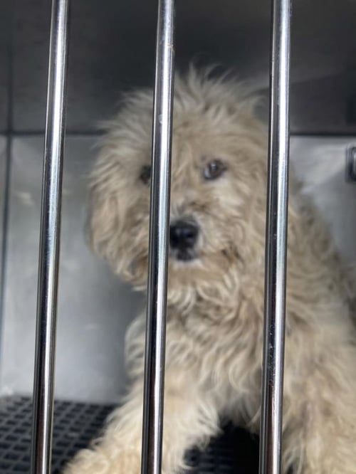 ROSE ~FOSTER OR FOSTER TO ADOPT NEEDED~ - Poodle (Standard) available for adoption