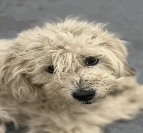 ROSE ~FOSTER OR FOSTER TO ADOPT NEEDED~ - Poodle (Standard) available for adoption
