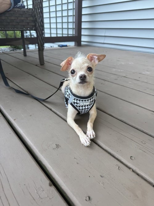 LUCY ~NO LONGER ACCEPTING APPLICATIONS