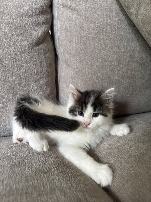 BOOM - Domestic Medium Hair available for adoption