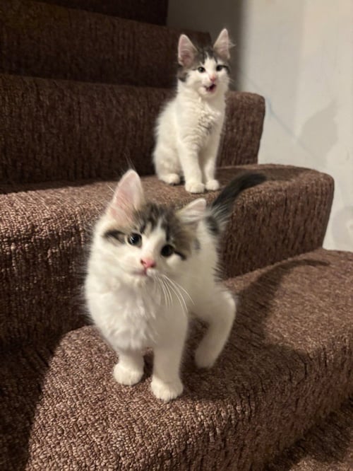 BOOM - Domestic Medium Hair available for adoption