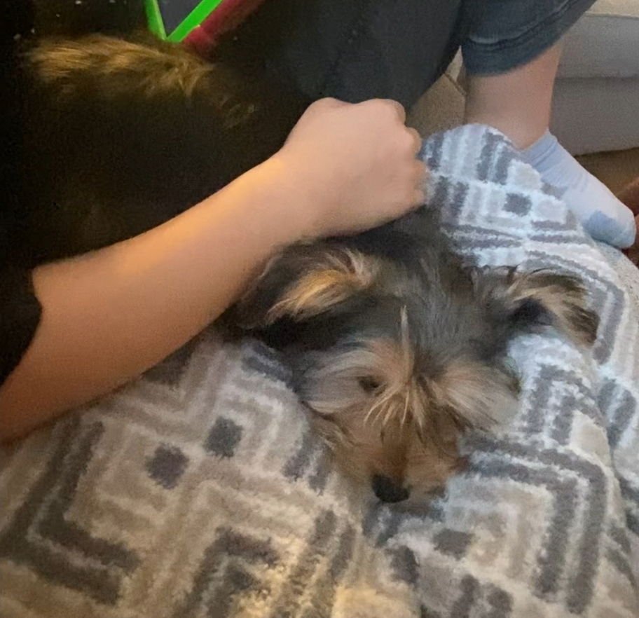 RUDY - Yorkshire Terrier Yorkie / Maltese available for adoption