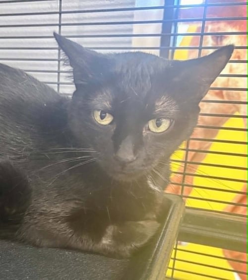EVELYN - Domestic Short Hair available for adoption