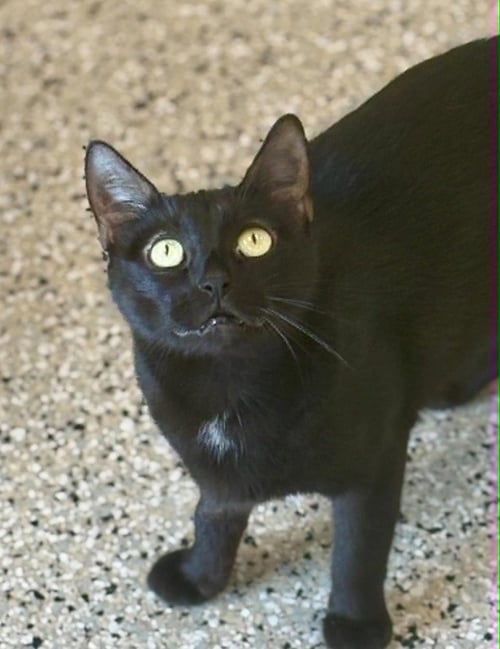 EVELYN - Domestic Short Hair available for adoption