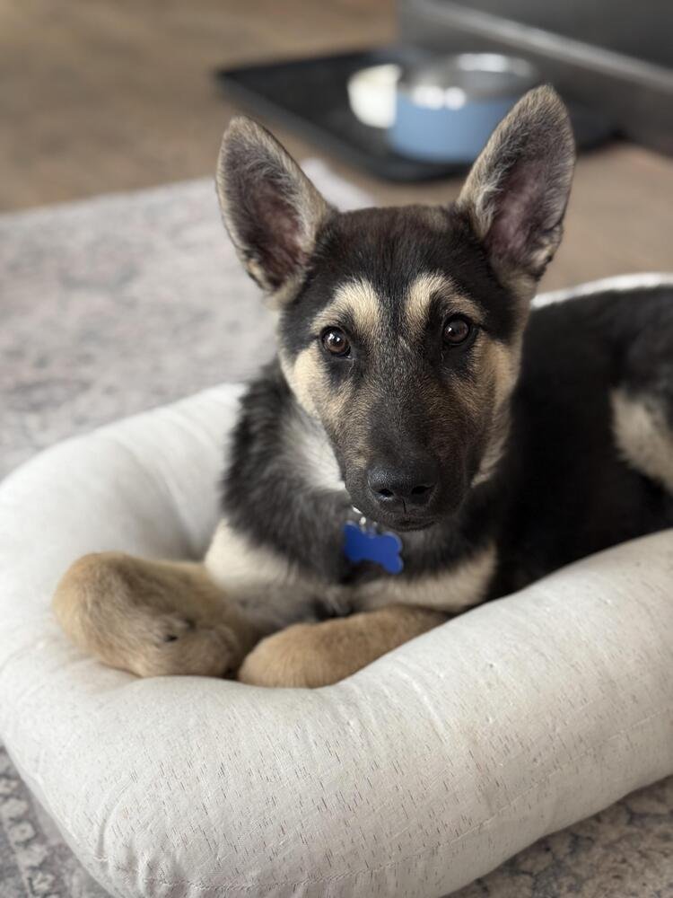 LARKIN - Shepherd available for adoption