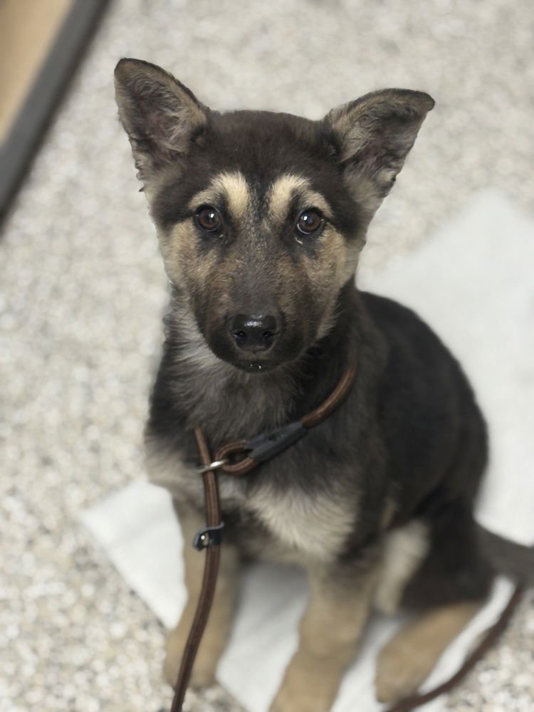 LARKIN - Shepherd available for adoption