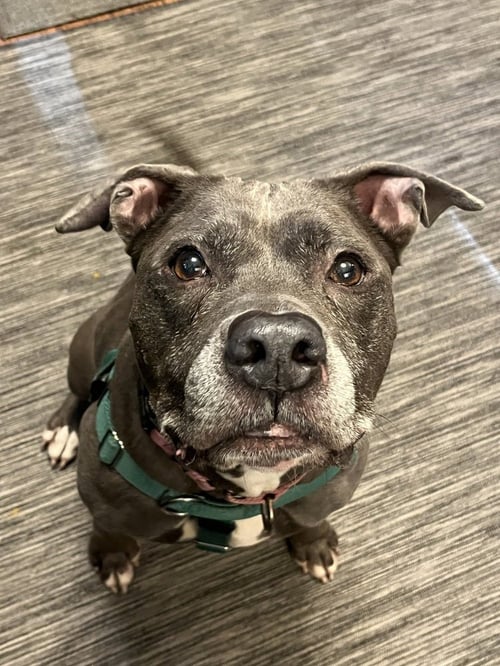 BELLA - American Pit Bull Terrier available for adoption