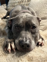 Bella - Photo 3