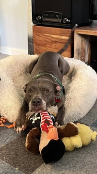 Bella - Photo 4