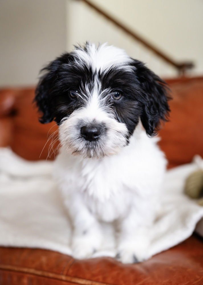 DALE- "NO LONGER ACCEPTING APPLICATIONS - Maltese available for adoption