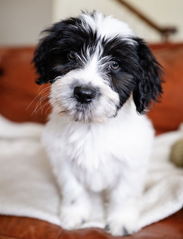 DALE- "NO LONGER ACCEPTING APPLICATIONS - Maltese available for adoption